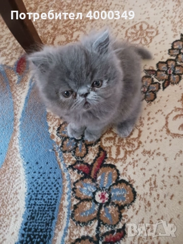 Продавам персийски женски котета, снимка 15 - Персийска - 54386975
