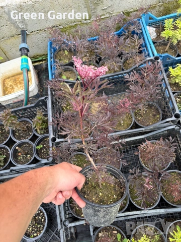 Бъз Sambucus migration “Eva”, снимка 2 - Градински цветя и растения - 54784065