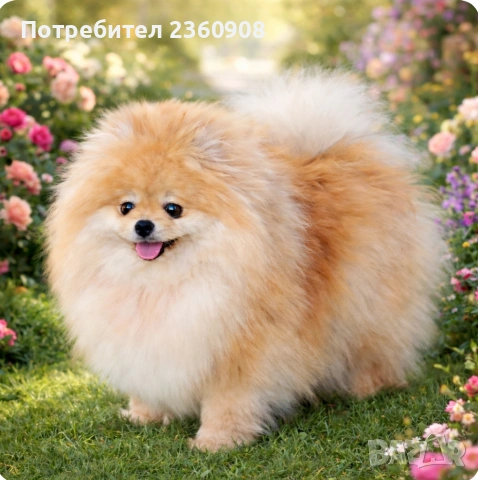 Женски померан 