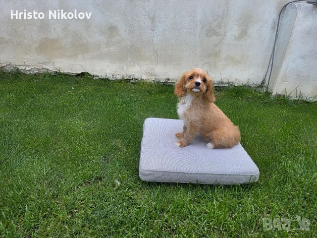Продавам кавапу , снимка 4 - Други - 55334672