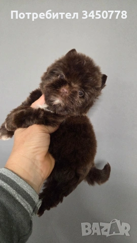 Мини шоколадов йорк момче, снимка 10 - Йоркширски териер - 54310291