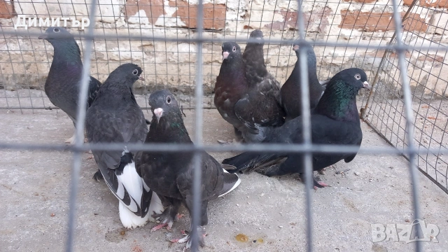Продавам гълъби Мардини-Турски 