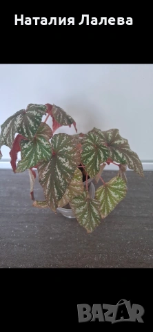 Бегония, Begonia