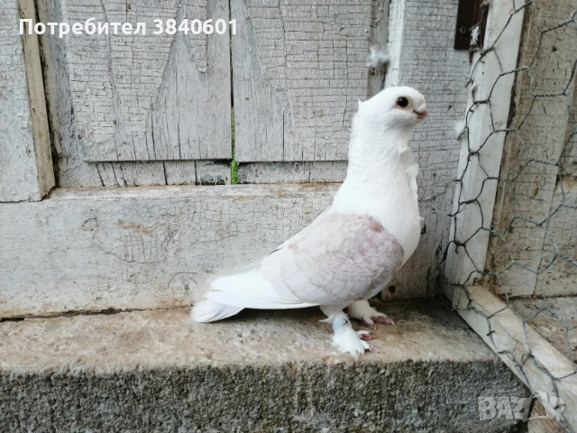 гълъби с транспорт , снимка 2 - Гълъби - 54954578