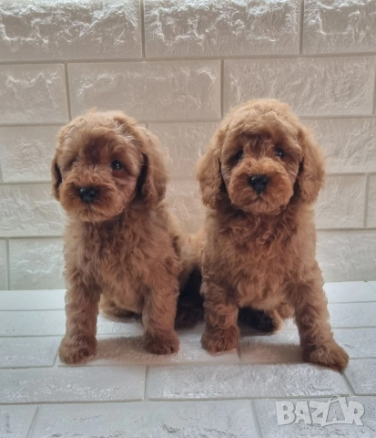 Той Пудел Мини Пудел, снимка 2 - Пудели - 54306425