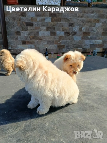 Чау чау, снимка 10 - Чау Чау - 53848895