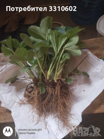 Разсад ягоди сорт Алегро, снимка 3 - Разсади - 54234205