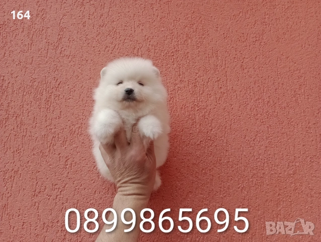 Померани. Реални снимки от 29.03.26 г., снимка 7 - Померан - 54012761