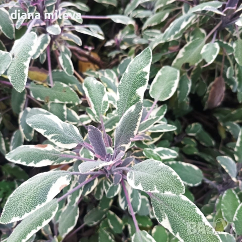 Шарена Салвия, Salvia officinalis, многогодишна, снимка 8 - Градински цветя и растения - 54010921