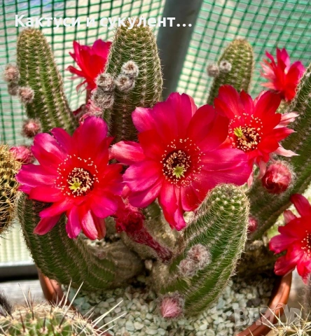 Кактус вид Chamaecereus Hybrid червен цвят 
