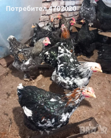 Петли, снимка 3 - Кокошки и пуйки - 54017467