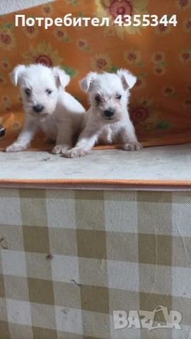 Цвергшнауцер , снимка 2 - Други - 54080125