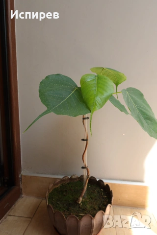 Фикус религиоза, Дървото на Буда, Ficus religiosa, 2-год. растение