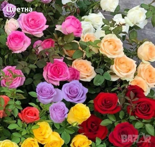 Розички корени 