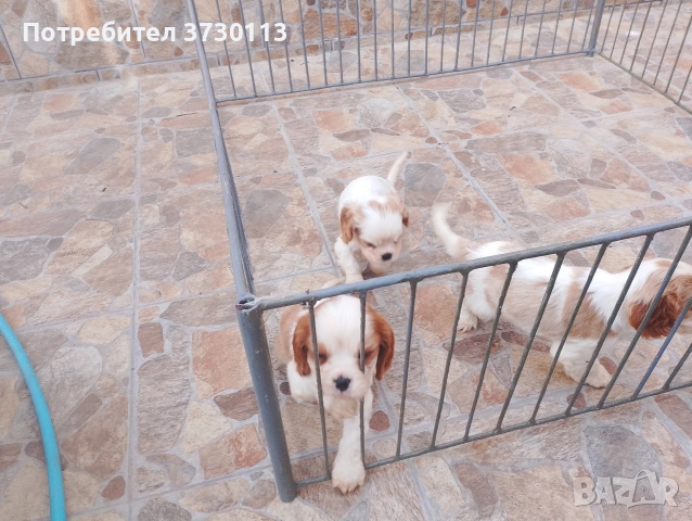 Продава Кинг Чарлз Кавалер, снимка 2 - Кавалер кинг чарлз шпаньол - 54413603