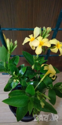 Жълта дипладения мандевила , снимка 3 - Градински цветя и растения - 54269142