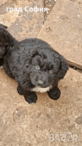 продавам породисти кученца на 40дена-Каракачанки, град Враца, снимка 2 - Каракачанска овчарка - 54187879