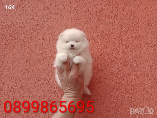 Померани. Реални снимки от 29.03.26 г., снимка 3 - Померан - 54010634