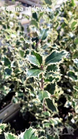 Джел, Илекс Сребърна Кралица, Ilex aquifolium Silver Queen, студоустойчив, многогодишен бодлив храст, снимка 3 - Градински цветя и растения - 54556939