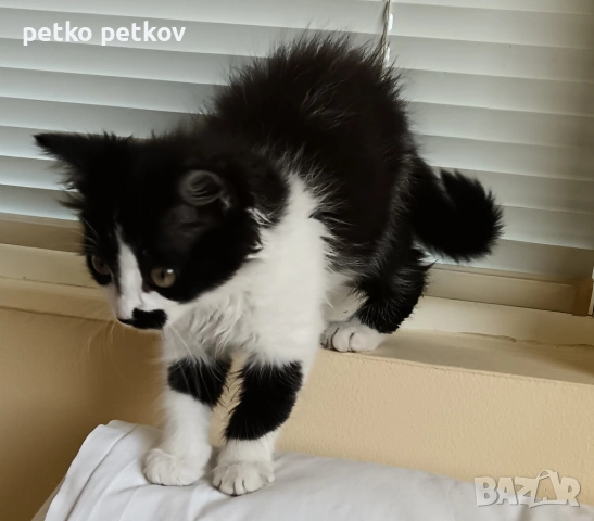 Подарявам малко котенце на 3 месеца, снимка 8 - Други - 54725973