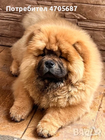 Чисто кръвни бебета със родословие, снимка 3 - Чау Чау - 54082274