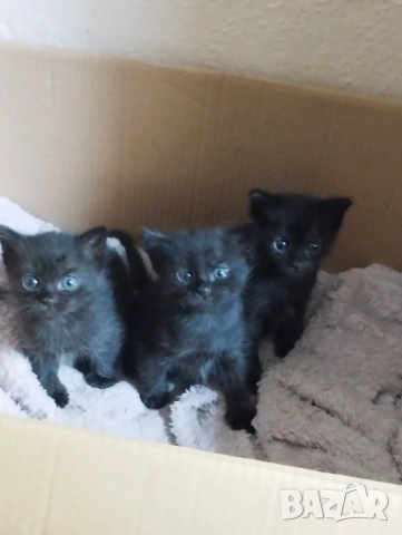Подарявам котета