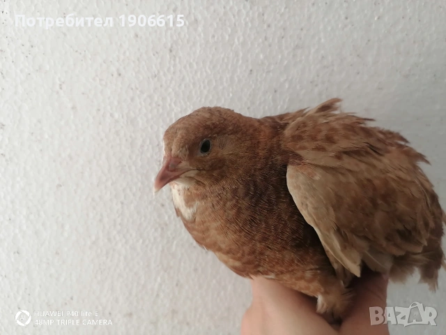 Пъдпъдъчи яйца, оплодени и за консумация , снимка 5 - други­ - 54754648