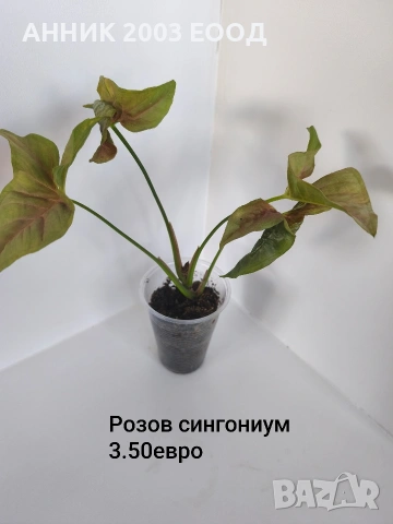 Стайни цветя , снимка 11 - Стайни растения - 55055266