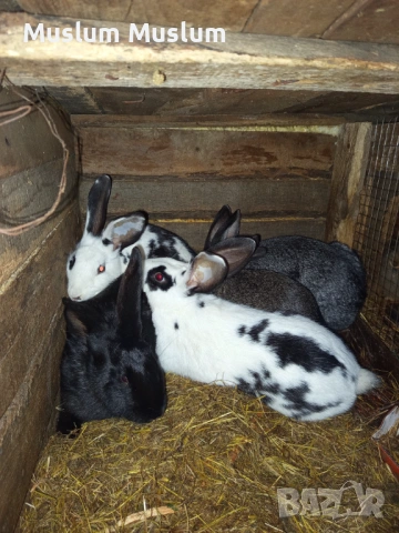 Zaici , снимка 15 - Други - 54212482