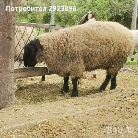 Миналогодишен Коч - Суфолк, снимка 2 - Овце - 54653602