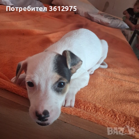 Продава се джак ръсел 