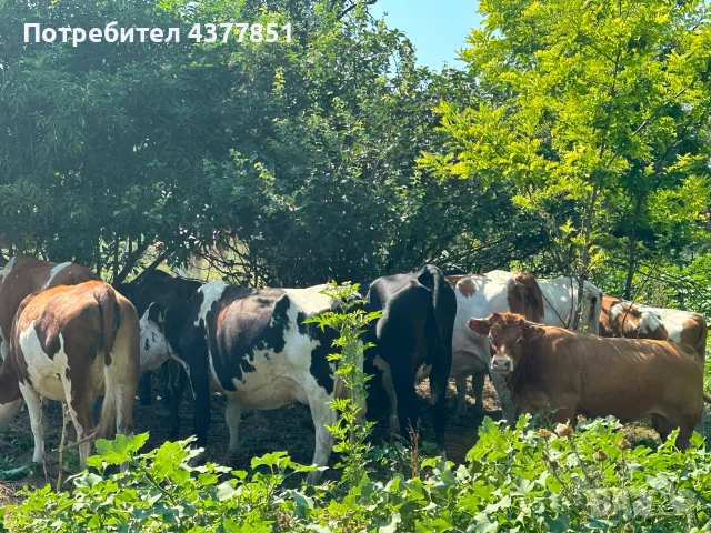 Продавам крави и телета с. Брест област Плевен