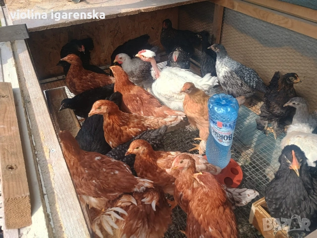 ярки и пилета , снимка 8 - Кокошки и пуйки - 54261403