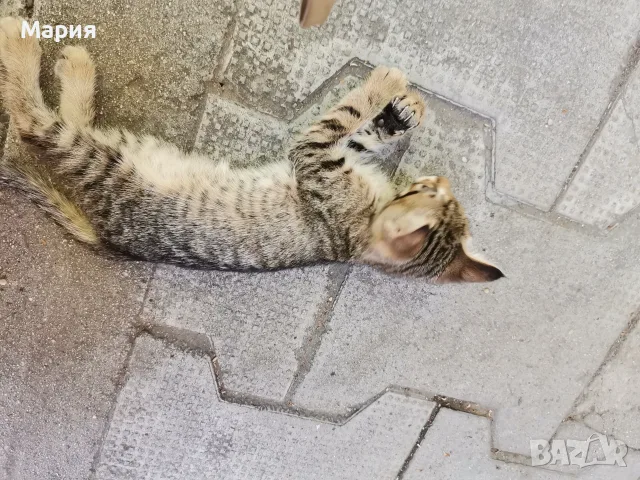 Подарявам  котенца , снимка 4 - Други - 55412587
