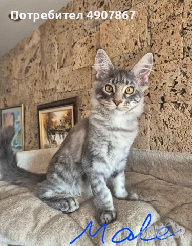 Котета мейн куун , снимка 3 - Мейн кун - 55535490