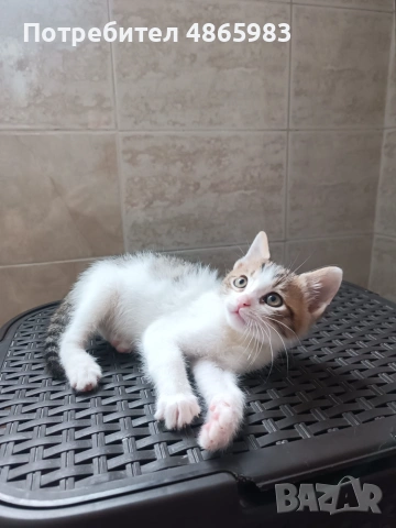 🐾 Търся дом за едно прекрасно мъжко котенце, снимка 5 - Други - 55025235