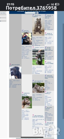 Кане корсо с родословие, снимка 3 - Кане корсо - 54013957