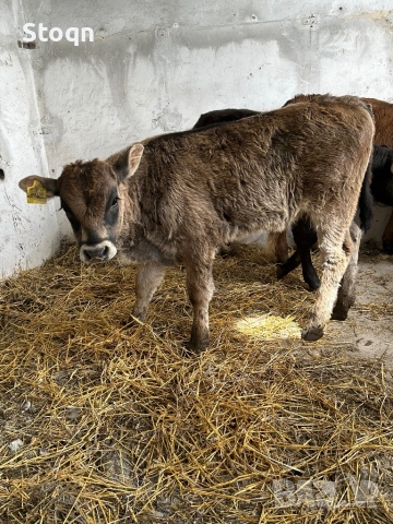 Продавам 6 Телета, снимка 3 - Крави - 54209559