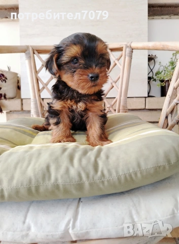 Йоркширски териер , снимка 4 - Йоркширски териер - 54262581