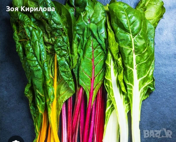 Манголд