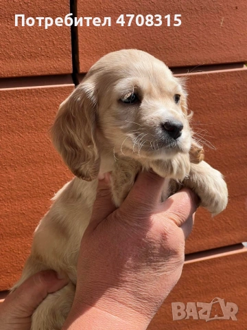 Кокер шпаньол английски момче, снимка 4 - Кокер шпаньол - 54352778