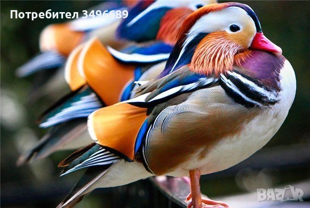 Продавам яйца от Патици Мандаринки.