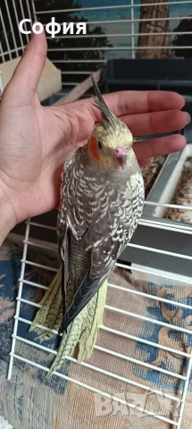Продам папагали корели