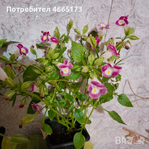 Комплект Цветя Торения, снимка 3 - Градински цветя и растения - 54886857