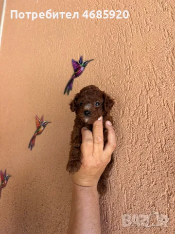 Maltipoo- куче 2F, снимка 2 - Пудели - 55697871
