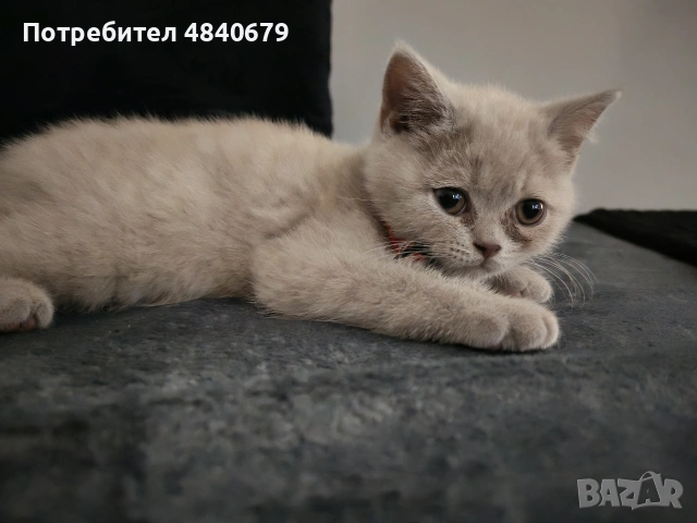 Чистокръвни британчета, снимка 4 - Британска късокосместа - 54972566