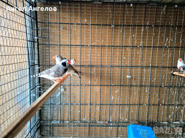 зеброви амадини , снимка 7 - Амадини - 55637073
