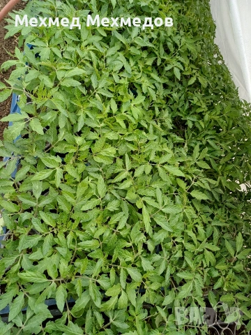 ## 🍅 **ПРОДАВАМ ПЪРВОКЛАСЕН РАЗСАД ДОМАТИ ОТ ПРОИЗВОДИТЕЛ** 🍅, снимка 5 - Разсади - 54156535