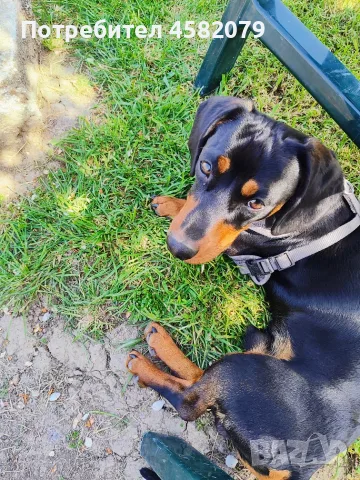 Standarddackel, männlich,1 Jahr