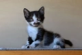 Малки котенца търсят дом, снимка 6